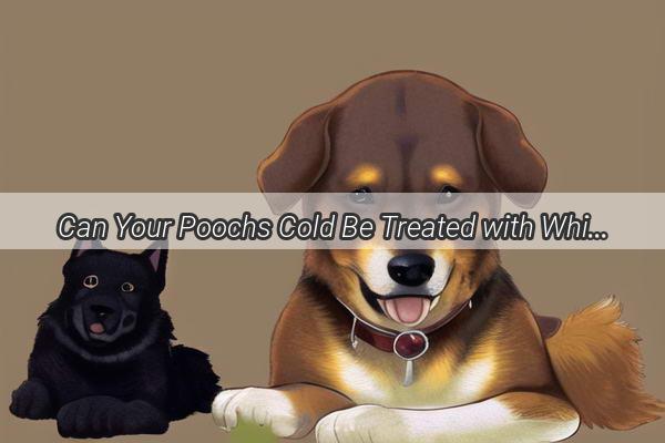 Can Your Poochs Cold Be Treated with White and Black Discover the Truth Behind This Home Remedy